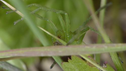 Micrommata virescens